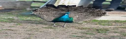 Mixed Breed birds for sale: Peacocks for sale in Fareham - Advert 1