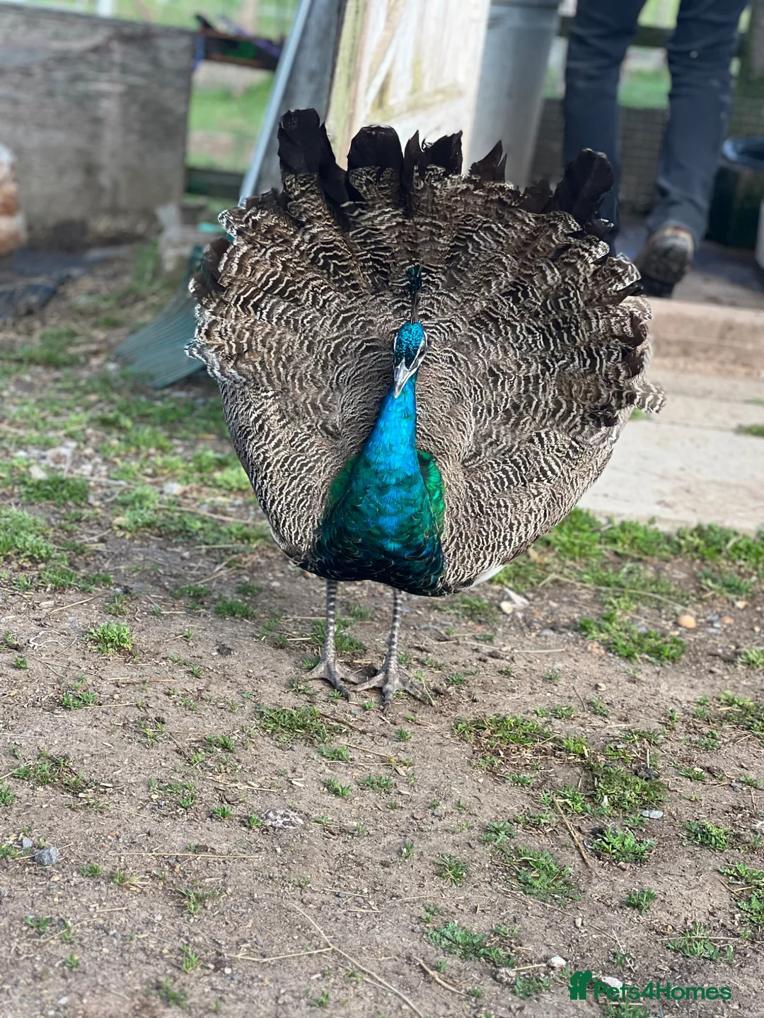 Mixed Breed birds for sale: Peacocks for sale in Fareham - Advert 1