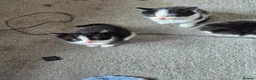 Mixed Breed cats for sale: 5 beautiful kittens  - Advert 14