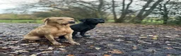 Labrador Retriever dogs for sale: International FTCH sired working Labrador pups  in Liverpool - Advert 7