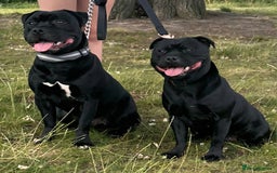 Staffordshire Bull Terrier dogs for sale: Black Female Staffordshire Bull Terrier - Image 17