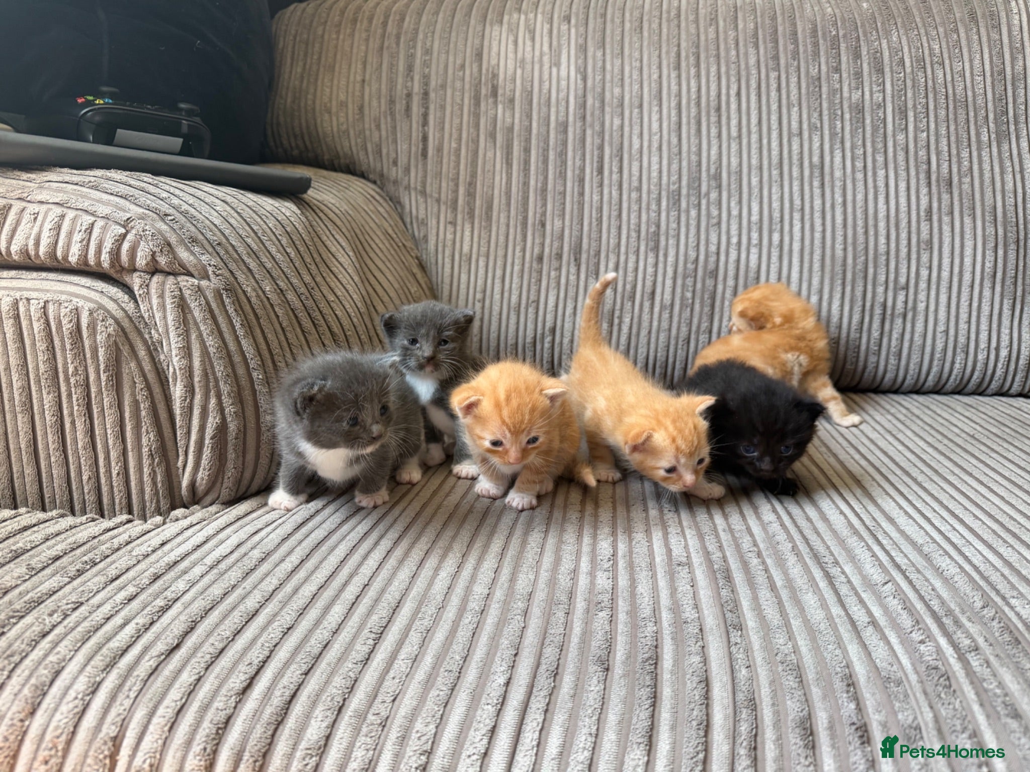 Mixed Breed cats Half ragdoll kittens  - Advert 3