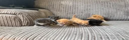 Mixed Breed cats for sale: Half ragdoll kittens  - Advert 1