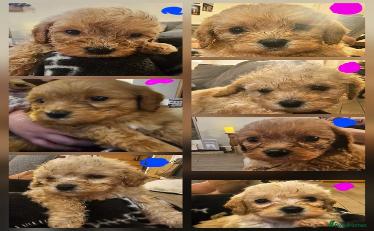 Mixed Breed dogs - Advert 3