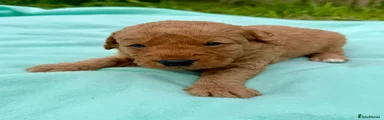 Labradoodle Puppy 1