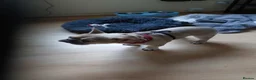 French Bulldog dogs for sale: Pablo - Advert 3