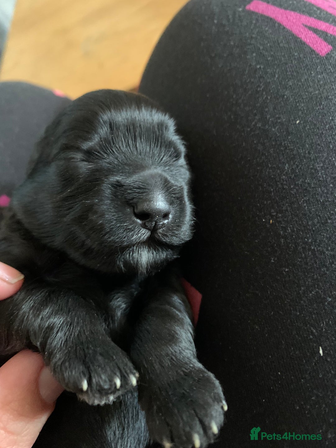 Schnoodle dogs for sale: LAst GIRL REDUCED READY NOW  - Image 6