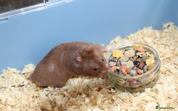 Hamster rodents for sale: Young Syrian Hamsters - Image 11