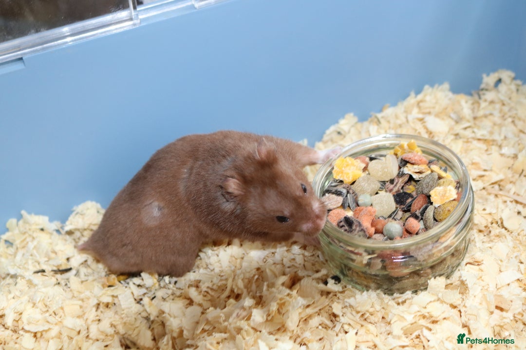 Hamster rodents for sale: Young Syrian Hamsters - Image 11