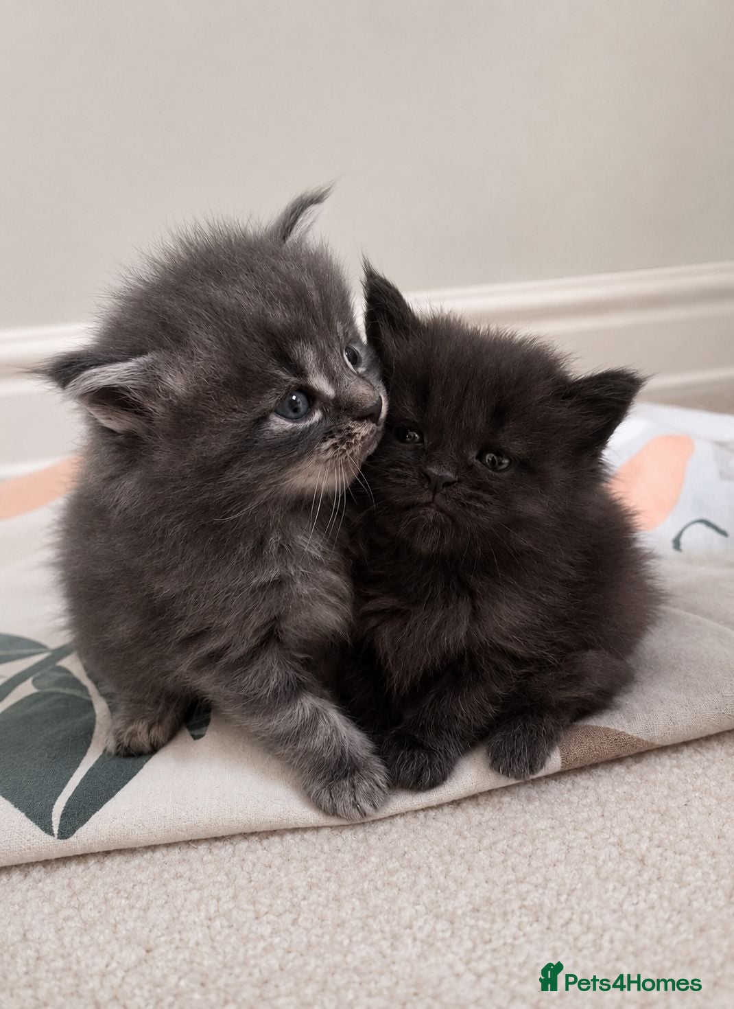 Maine Coon cats Beautiful mainecoon kittens 😸  - Advert 7