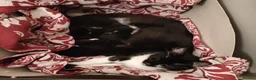 Mixed Breed cats for sale: 6 beautiful fur babies - Advert 3
