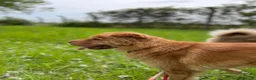 Shar Pei dogs for sale: Beautiful Bearcoat Shar Pei Female (5 yr old) - Advert 10