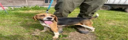 Beagle dogs for sale: Two year old Beagle bitch looking for a new home.  - Advert 1