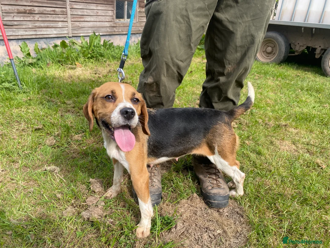 Beagle dogs for sale: Two year old Beagle bitch looking for a new home.  - Advert 1