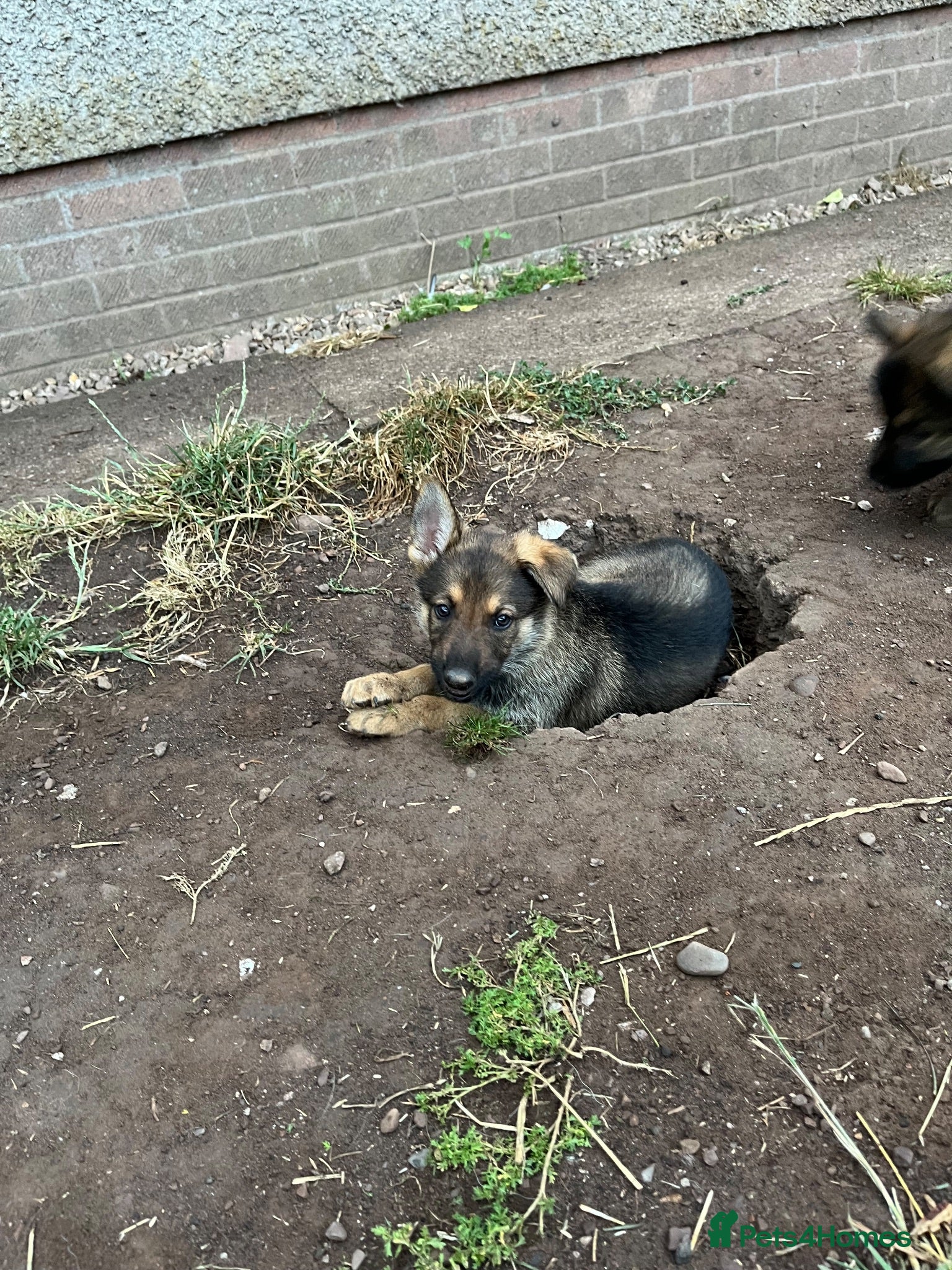 German Shepherd dogs German Shepherd puppies for sale  - Advert 2