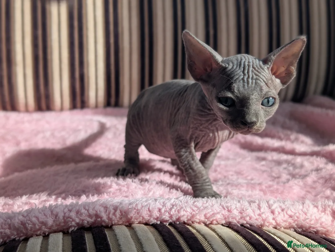 Sphynx cats for sale: Ready for reservation  - Advert 25