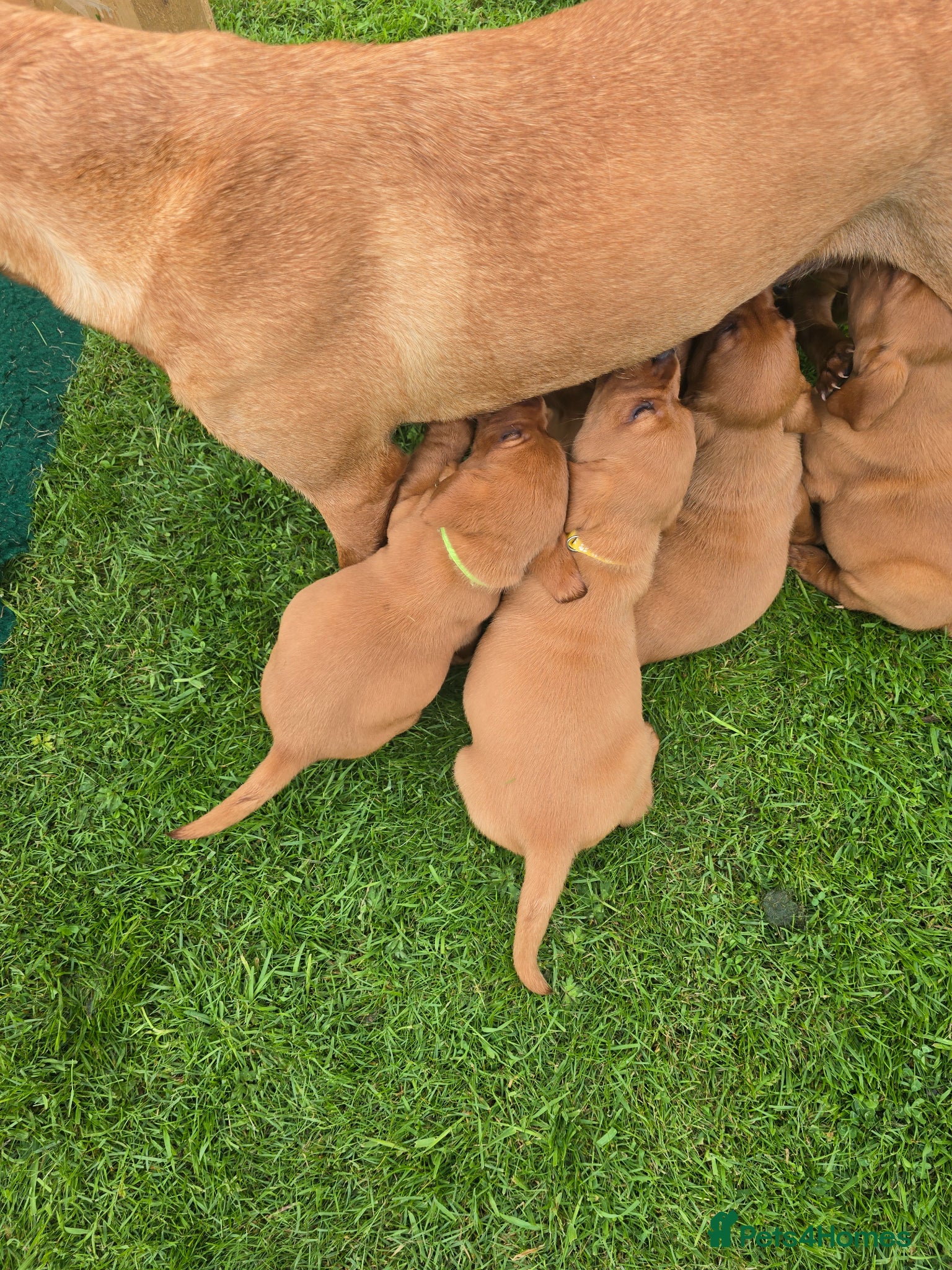 Labrador Retriever dogs Viewings now available Beautiful Fox Red Lab Pups - Advert 2