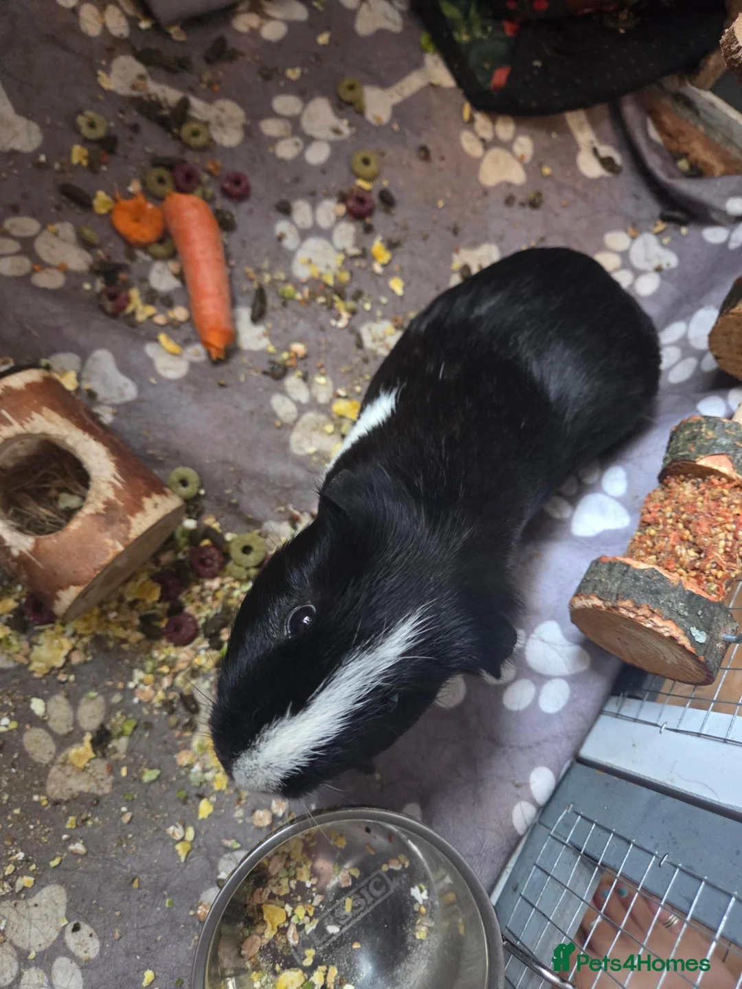 Mixed Breed rabbits for sale: Guinea Pigs in Lydney - Advert 2