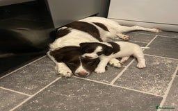 English Springer Spaniel dogs for sale: Kc reg working springer spaniel  - Image 7