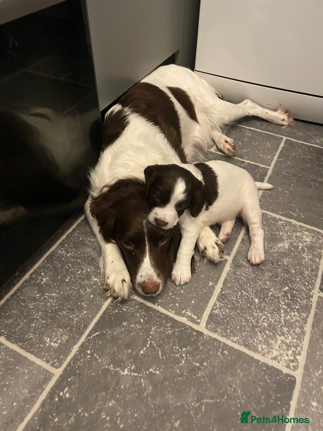 English Springer Spaniel dogs for sale: Kc reg working springer spaniel  - Image 7