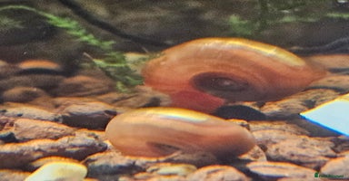 Snails invertebrates - Advert 3