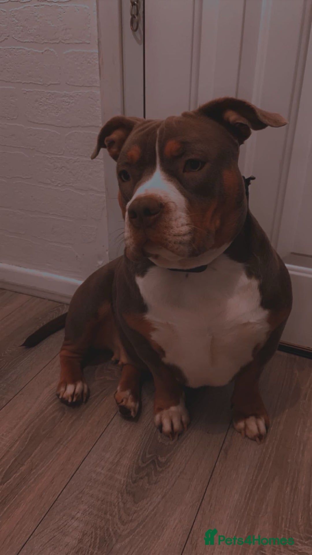American Bully dogs for sale: Storm - American Pocket Bully  - Advert 4
