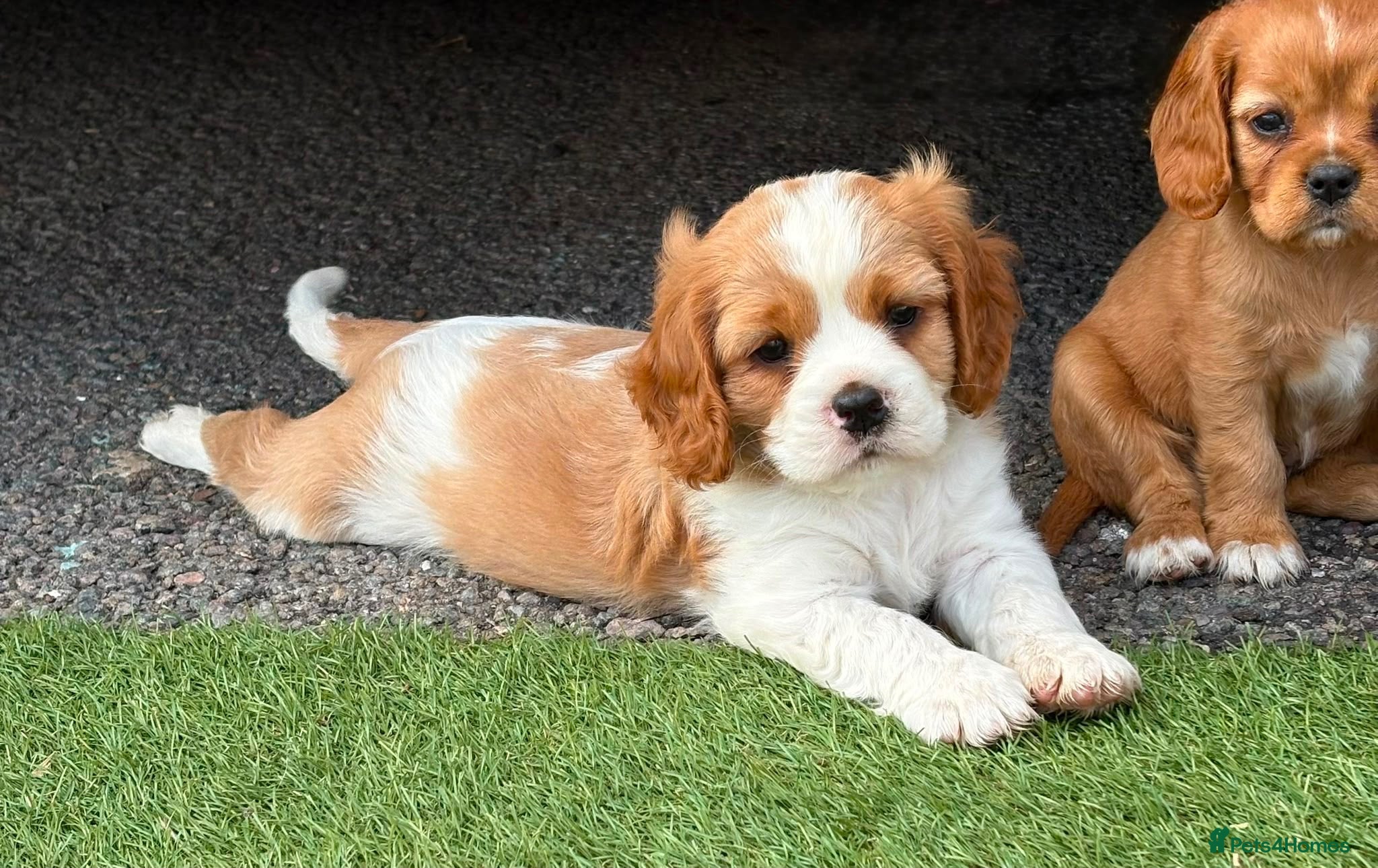 Cavalier King Charles Spaniel dogs Gorgeous Cavalier King Charles Puppies! - Advert 1