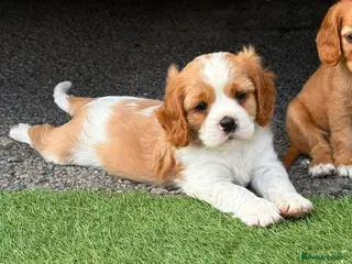 Cavalier King Charles Spaniel dogs Gorgeous Cavalier King Charles Puppies! - Advert 1