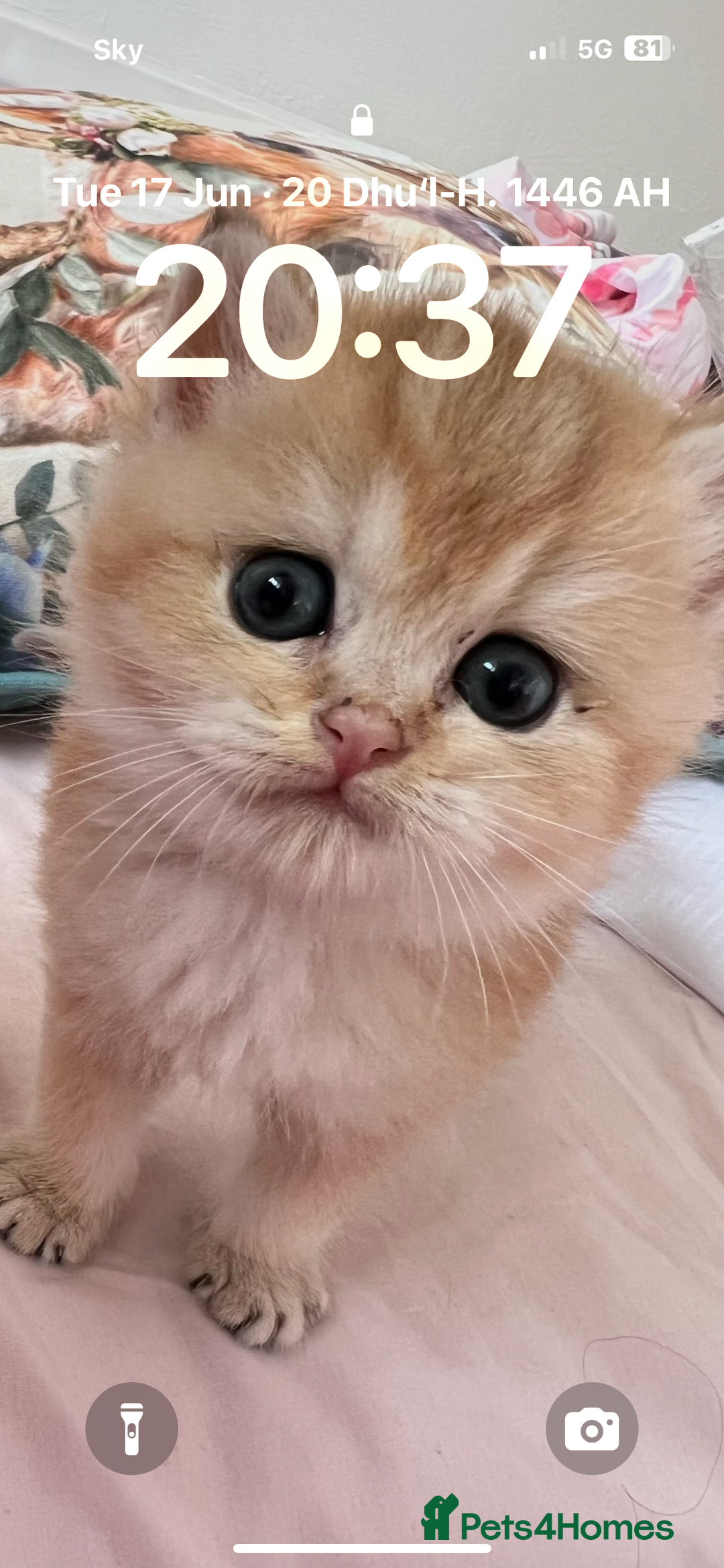 British Shorthair cats for sale: Beautiful golden white British short hair  - Image 1