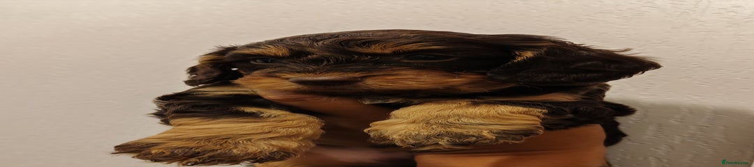 Jaffacake 