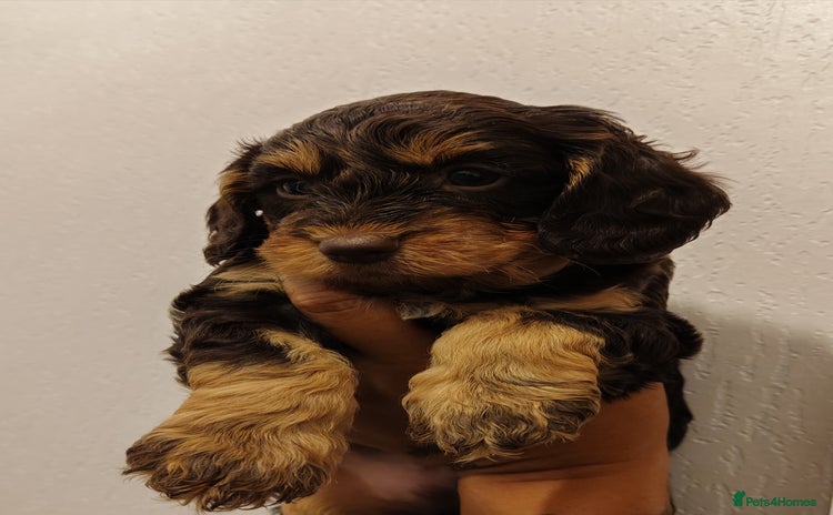 Cockapoo dogs - Advert 2