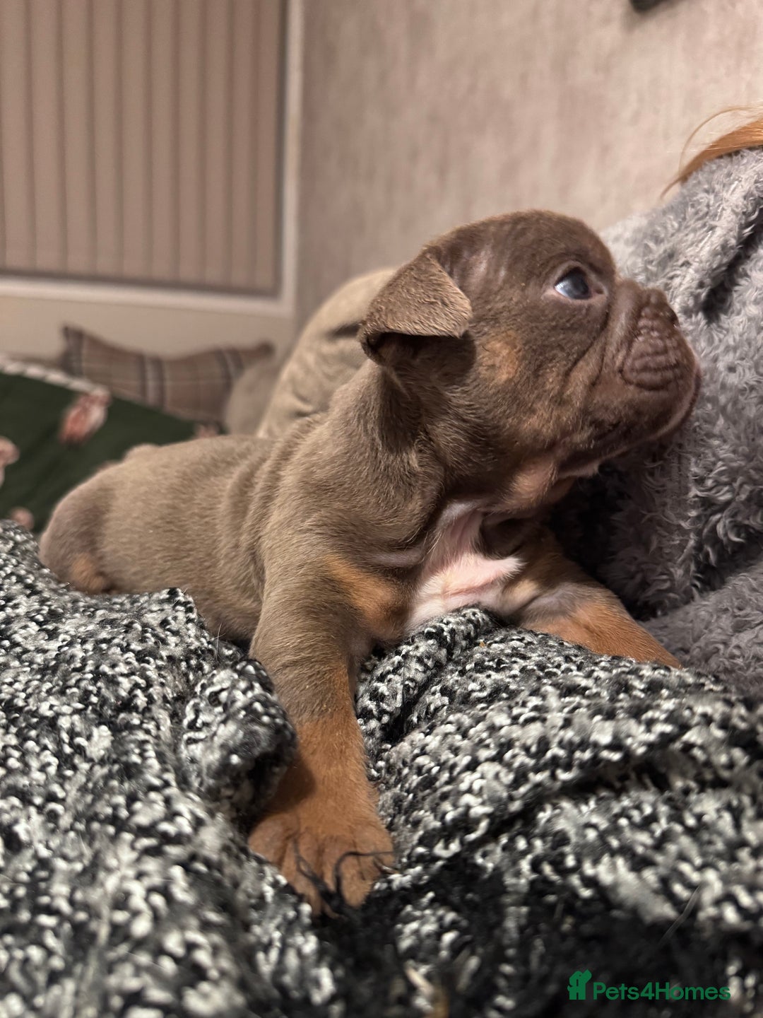 English Bulldog dogs for sale: English Bulldogs ready to leave 10/12/25  - Advert 25