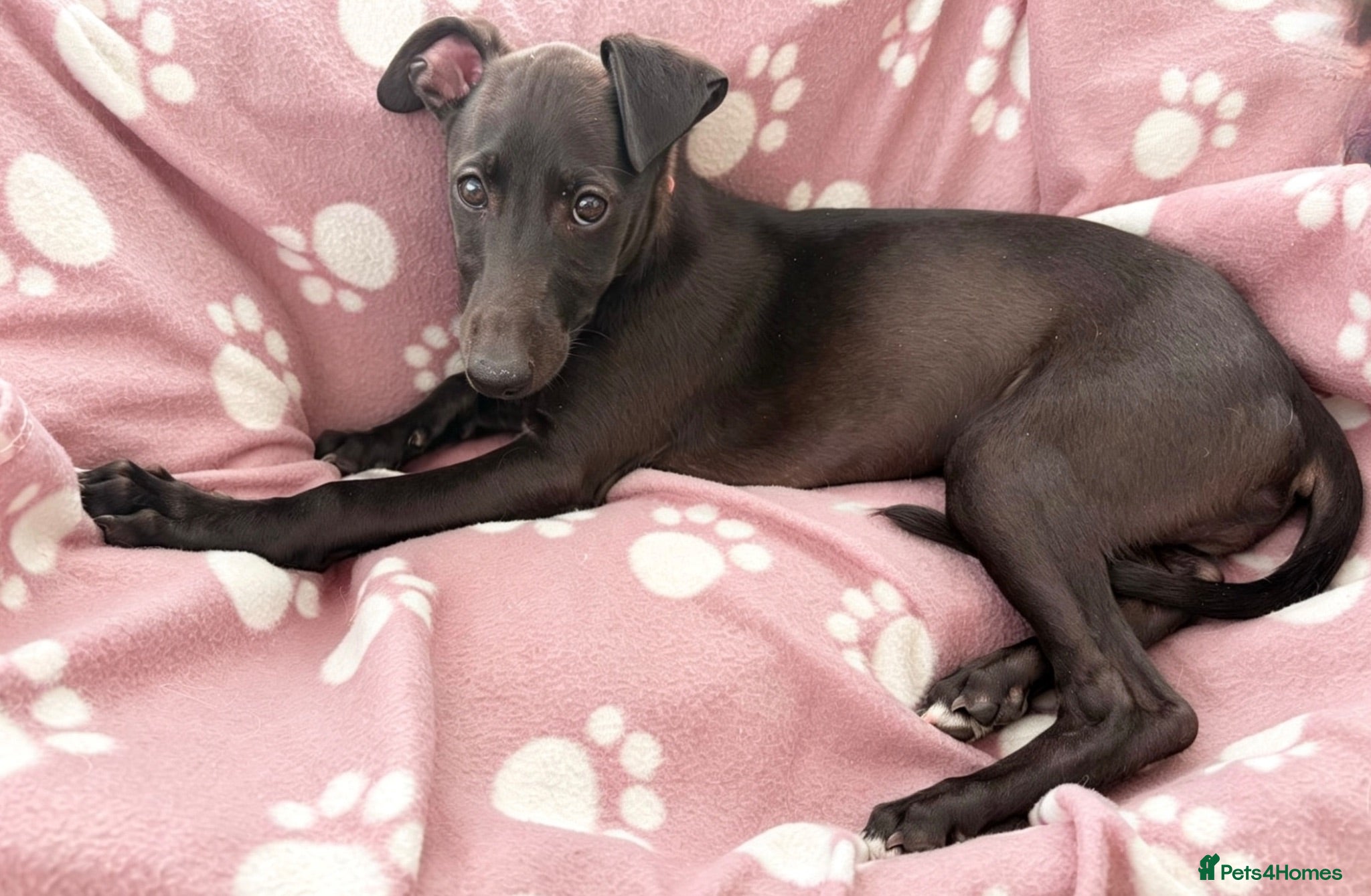 Whippet dogs Stunning KC whippet girl puppy  - Advert 4