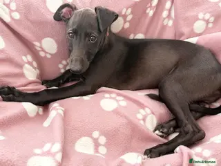 Whippet dogs Stunning KC whippet girl puppy - Advert 4