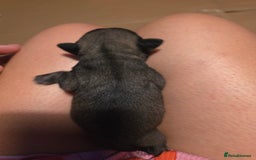 Pug dogs for sale: KC Pug puppies 4 girls 3 boys - Image 19