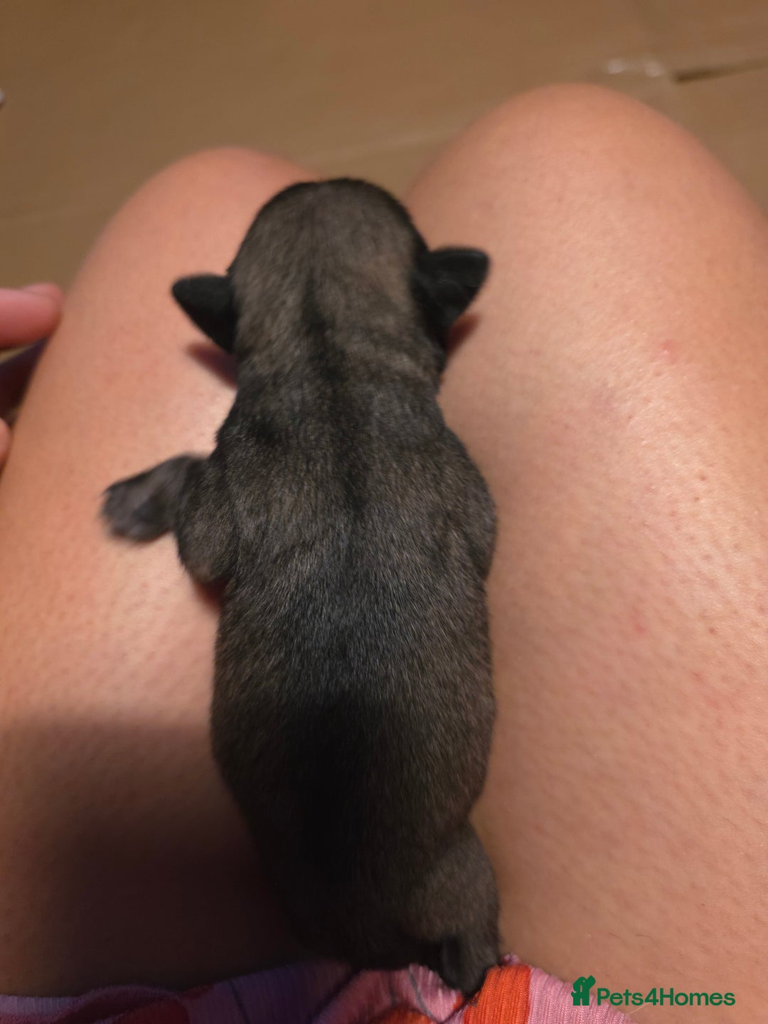 Pug dogs for sale: KC Pug puppies 4 girls 3 boys - Image 19