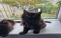 Mixed Breed cats for sale: Ragdoll x maincoon - Image 1