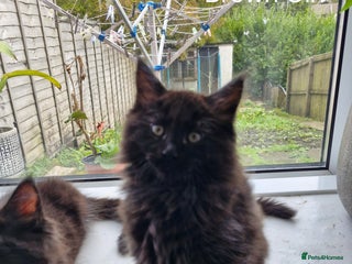 Mixed Breed cats - Advert 23