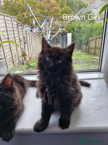 Mixed Breed cats - Advert 2
