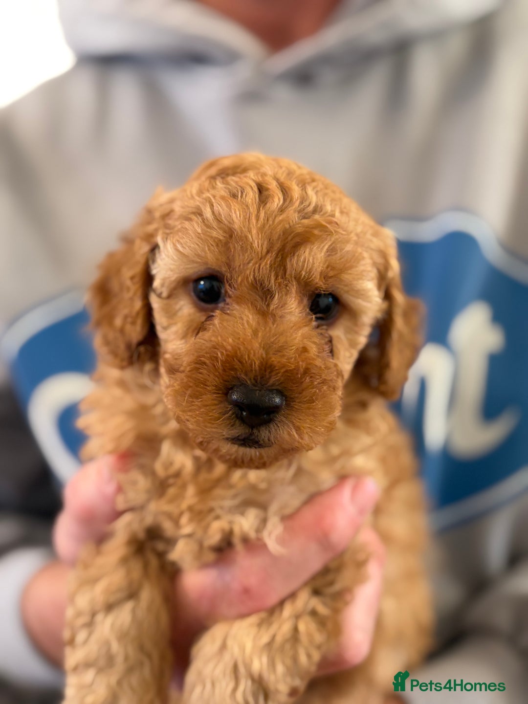 Maltipoo dogs for sale: Gorgeous Maltipoo Puppies  - Advert 14