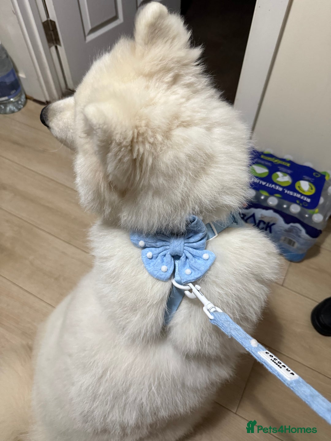 Samoyed dogs for sale: Beautiful Samoyed female  - Advert 6