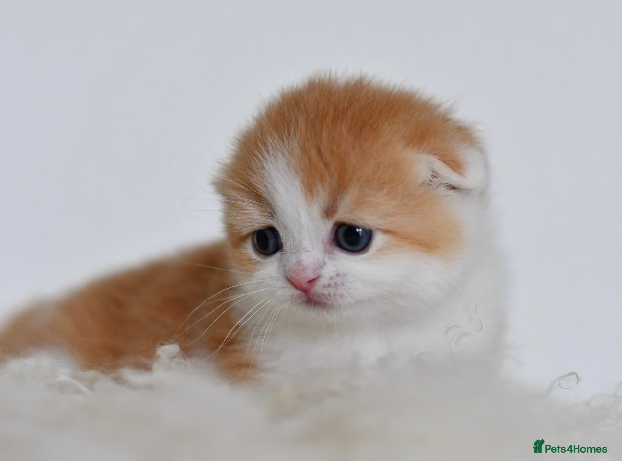 Scottish Fold cats LICENSED CATTERY PURE BREED TOP QUALITY KITTENS - Advert 14