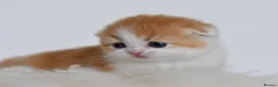 Scottish Fold cats for sale: LICENSED CATTERY PURE BREED TOP QUALITY KITTENS - Advert 27