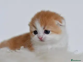 Scottish Fold cats LICENSED CATTERY PURE BREED TOP QUALITY KITTENS - Advert 14