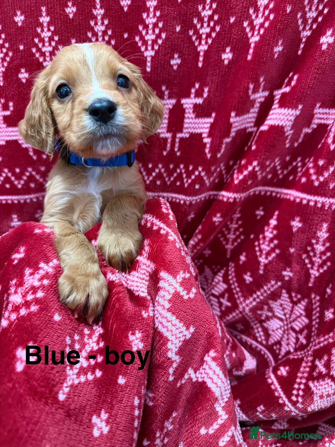 Cocker Spaniel dogs for sale: cocker spaniel puppies  - Advert 6