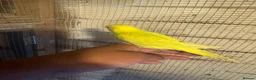 Budgerigars birds for sale: Budgies for sale £40 each collection mk404nn - Advert 3