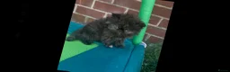 Persian cats for sale: Rare coloured Persian kitten ready to leave - Advert 34