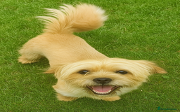Mixed Breed dogs for sale: Jug puppies - Image 15