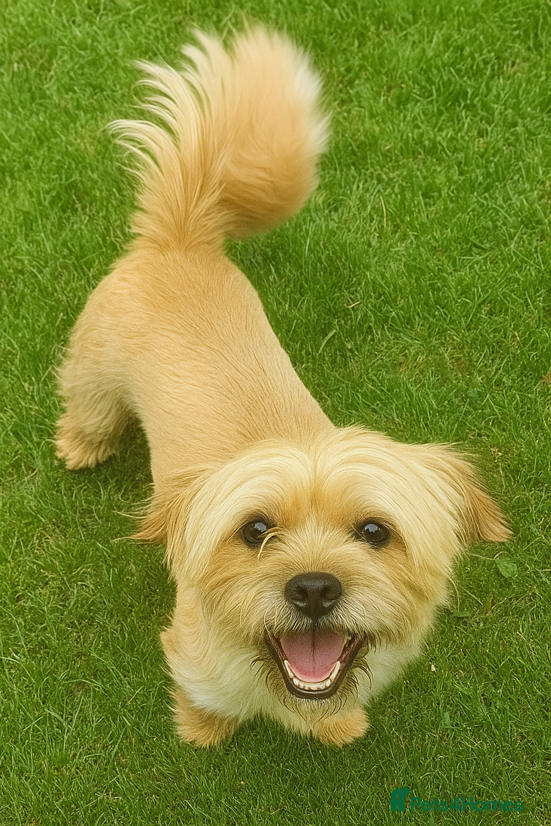 Mixed Breed dogs for sale: Jug puppies - Image 15