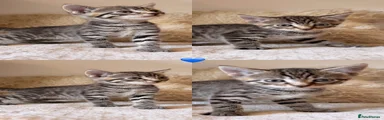 Boy Kitten 1